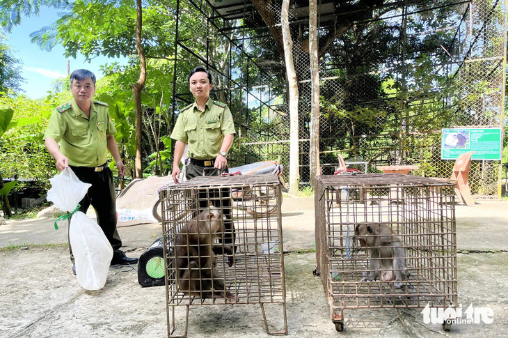 Các đơn vị tổ chức, cá nhân đến Trạm cứu hộ động vật hoang dã Hòn Me để giao nộp các con khỉ bắt được - Ảnh: CHÍ CÔNG