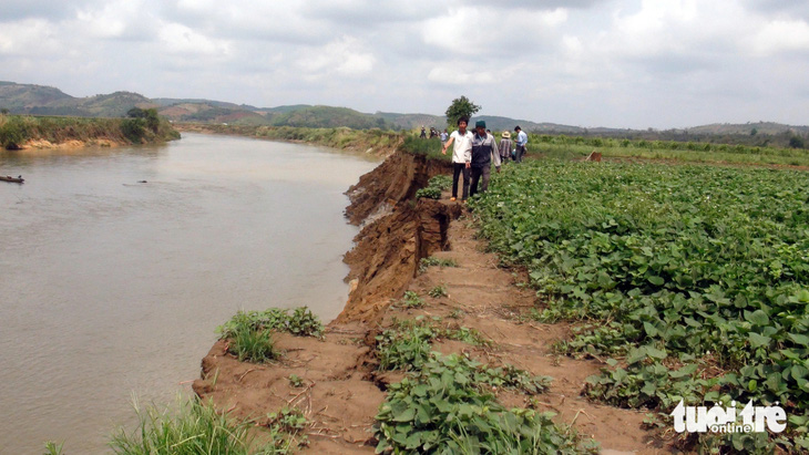 Sông Krông Nô sạt lở gần 10km, 122ha ruộng đã bị nuốt chửng từ năm 2010 đến nay - Ảnh: TRUNG TÂN