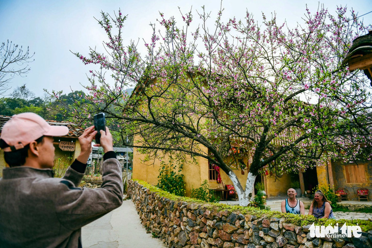Du khách nước ngoài mê đắm cây hoa đào ở Lô Lô Chải, huyện Đồng Văn, tỉnh Hà Giang - Ảnh: NAM TRẦN