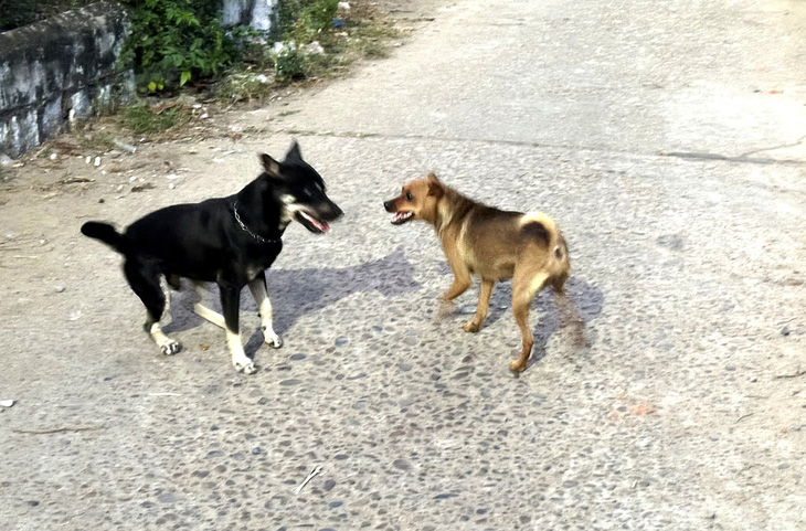 Hai con chó thả rông tại một con hẻm trên địa bàn TP Tuy Hòa (tỉnh Phú Yên) - Ảnh: NGUYỄN HOÀNG