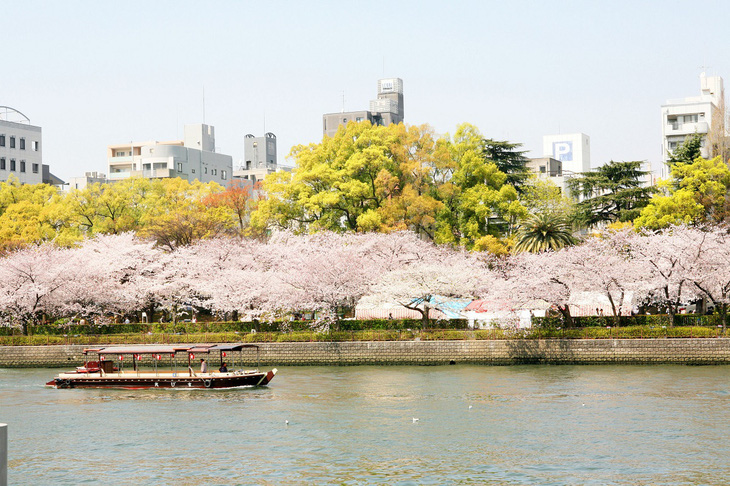 Top 5 điểm ngắm hoa anh đào ‘gây thương nhớ’ ở Takamatsu- Ảnh 2.
