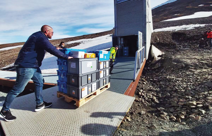 Hạt giống được vận chuyển đến cửa kho Svalbard - Ảnh: Luis Guach