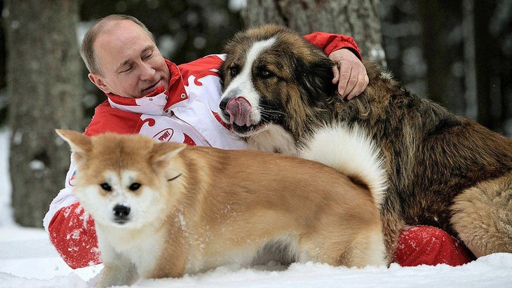 Tổng thống Putin chơi đùa với hai chó cưng Buffy và Yume vào năm 2013 - Ảnh: GETTY IMGAES