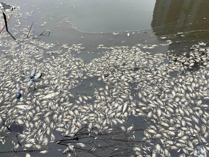 Cá chết trắng tại khu vực hồ Thủy Sứ, cạnh hồ Tây - Ảnh: QUANG BA