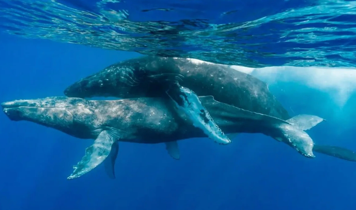 Cá voi lưng gù là một trong những loài động vật bí ẩn nhất thế giới - Ảnh: LYLE KRANNICHFELD AND BRANDI ROMANO