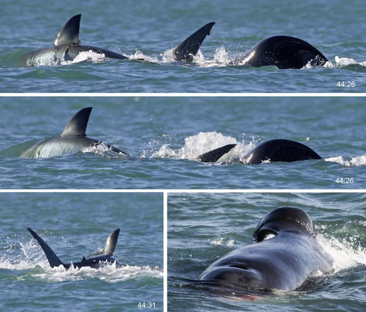 Cá voi sát thủ tên Starboard chỉ mất 2 phút để săn một con cá mập trắng dài 2,5m - Ảnh: SHARK STUDIES CENTER SCIENTIFIC INSTIUTES