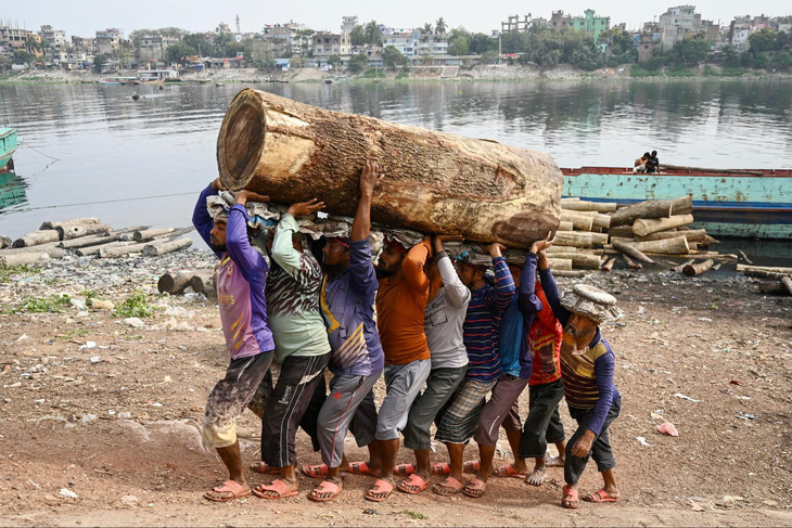 Các lao động Bangladesh hợp sức khiêng một khúc gỗ sau khi dỡ nó từ một con tàu vận tải ở khu vực sông Buriganga, thủ đô Dhaka ngày 27-2 - Ảnh: AFP