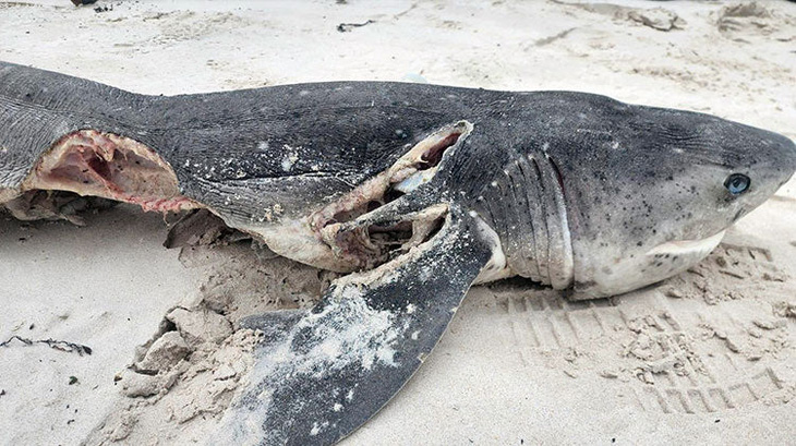 Starboard và bầy của nó từng giết 19 con cá mập trắng chỉ trong 1 ngày - Ảnh: MARINE DYNAMICS