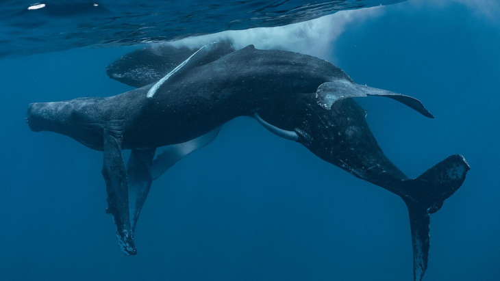 Hai con cá voi đực bơi nhiều vòng quanh thân tàu - Ảnh: LYLE KRANNICHFELD AND BRANDI ROMANO