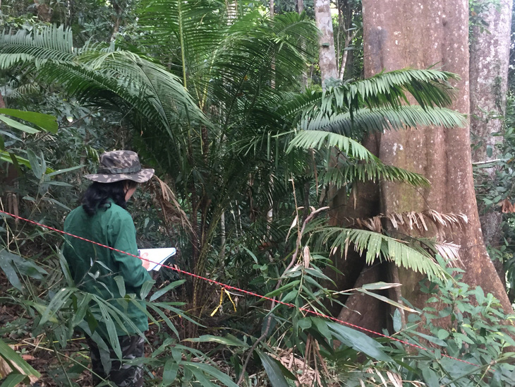 Đi khảo sát đánh giá lại rừng nguyên sinh tại A Lưới - Thừa Thiên Huế - Ảnh: TRÍ DŨNG