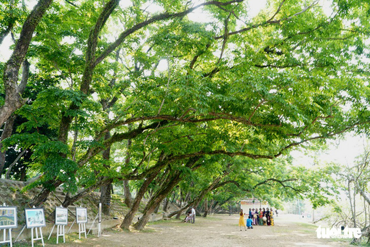 Những cây sưa vàng cổ thụ ở làng sinh thái Hương Trà - Ảnh: LÊ TRUNG