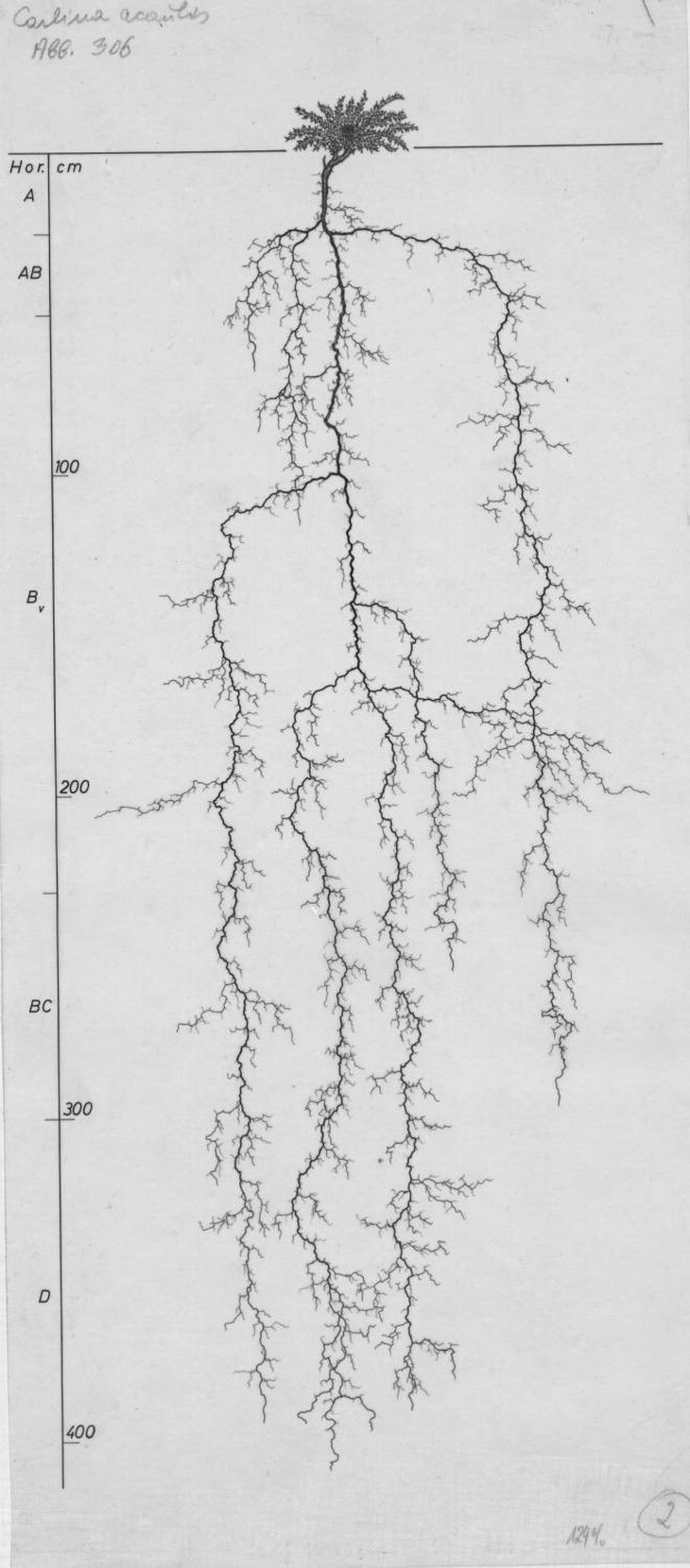 Cây Carlina acaulis này có chiều cao 19cm, nhưng chiều dài rễ là 408cm và bộ rễ tỏa ra một không gian có đường kính 174cm. Lichtenegger, E. vẽ năm 1992.