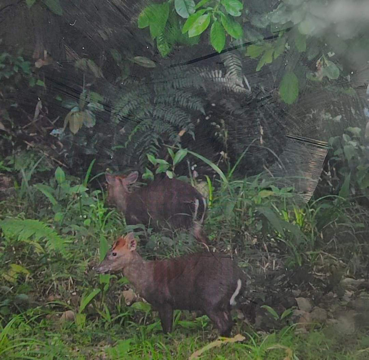 Một du khách khi tham quan rừng Bạch Mã đã may mắn chụp lại cảnh hai chú mang Trường Sơn quý hiếm đi kiếm ăn - Ảnh: V.LINH