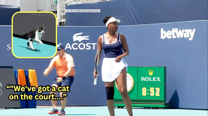 Chú mèo vào sân khiến trận đấu của Venus Williams tại Giải quần vợt Miami Open bị gián đoạn - Ảnh: Cắt clip