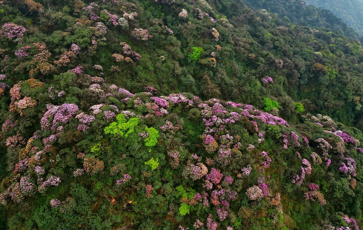 Bạt ngàn hoa đỗ quyên trên đỉnh Putaleng
