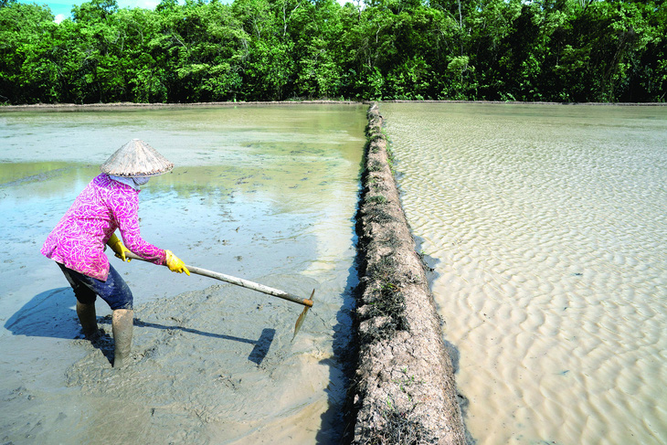 Một nông dân tại ruộng đã nhiễm mặn ở Sóc Trăng, tháng 5-2022. Ảnh: Reuters