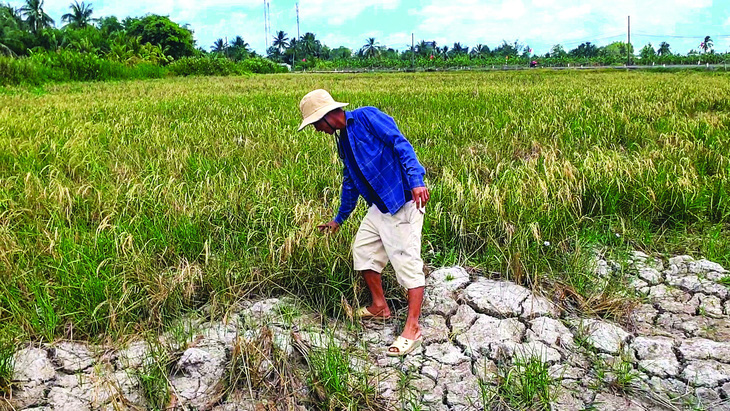 Ruộng lúa của ông Nguyễn Văn Cảnh chết khô vì thiếu nước ngọt. Ảnh: THANH HUYỀN