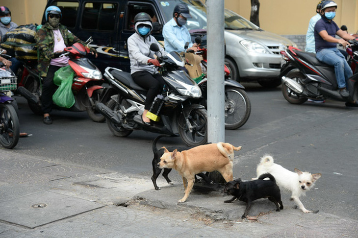 Chó thả rông trên đường Nguyễn Du, quận 1, TP.HCM - Ảnh: TỰ TRUNG