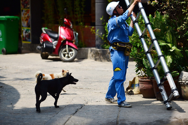 Chó thả rông trong hẻm trên đường Ngô Tất Tố, quận Bình Thạnh, TP.HCM - Ảnh: QUANG ĐỊNH