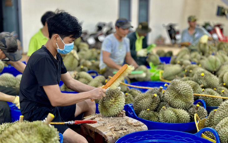 Nguyên nhân khiến 30 lô sầu riêng xuất khẩu sang Trung Quốc bị nhiễm cadimi