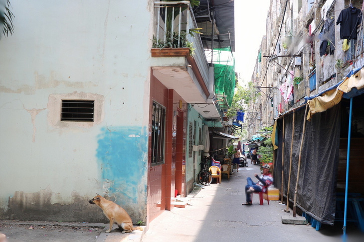 Block chung cư phía con hẻm đường Nguyễn Hữu Hào có rất nhiều hộ dân nuôi chó, mèo - Ảnh: CẨM NƯƠNG