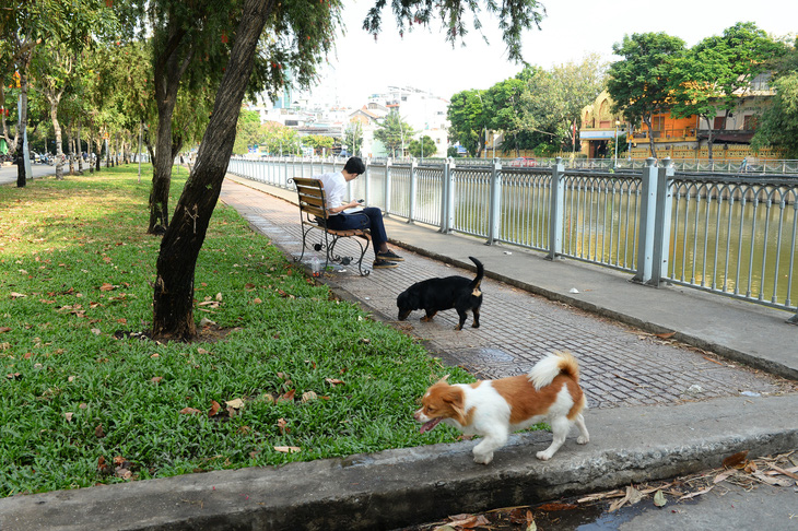 Chó thả rông khu vực công viên bờ kè kênh Nhiêu Lộc - Thị Nghè, quận 3, TP.HCM - Ảnh: TỰ TRUNG