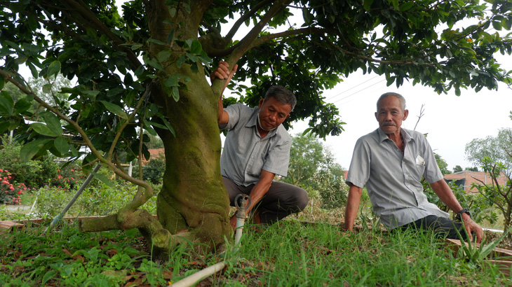 Những cây mai trồng ở Làng mai Tân Tây thường có tốc độ phát triển thân rất nhanh - Ảnh: SƠN LÂM