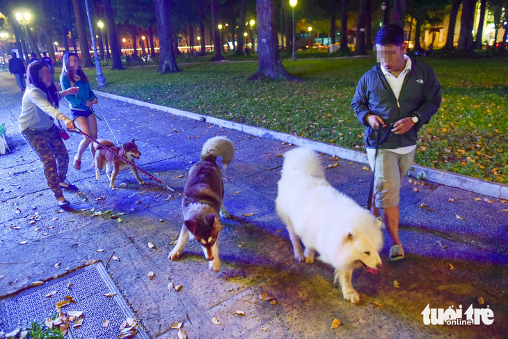 Người dân dắt chó đi dạo trong công viên ở quận 1, TP.HCM nhưng không rọ mõm - Ảnh: Q.ĐỊNH