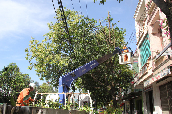 Cây xanh bị "cạo trọc" một bên, trông như mái tóc cạo một nửa, chừa lại một nửa 