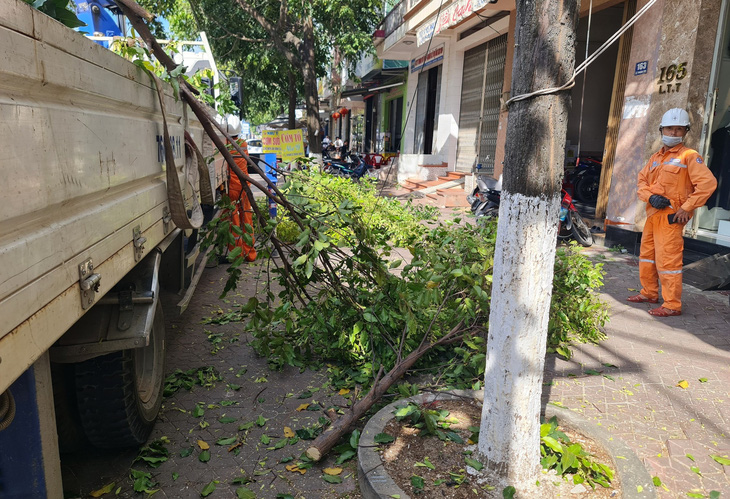 Nhiều nhánh cây bị đốn hạ, dù ngành điện xin phạt ngọn gây ảnh hưởng đến đường dây 