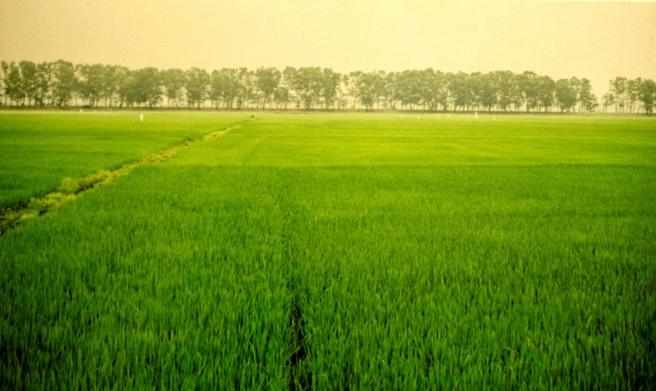 Bức ảnh cánh đồng Phương Lang. Chính từng hạt gạo từ cánh đồng này đã làm nên những phần bánh ướt đặc trưng của người Quảng Trị - Ảnh: HỒ LAM