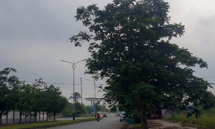 Những dự án cây xanh tại Quảng Trị bị Bộ Công an yêu cầu các địa phương báo cáo chủ yếu liên quan đến Công ty TNHH cây xanh Công Minh, Công ty cây xanh Tây Nam Bộ... - Ảnh: Q.NAM