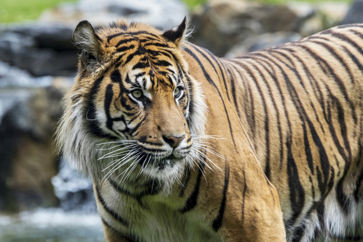 Indonesia hy vọng vẫn còn cá thể hổ Java tồn tại trong tự nhiên.Nguồn: nbcnews.com