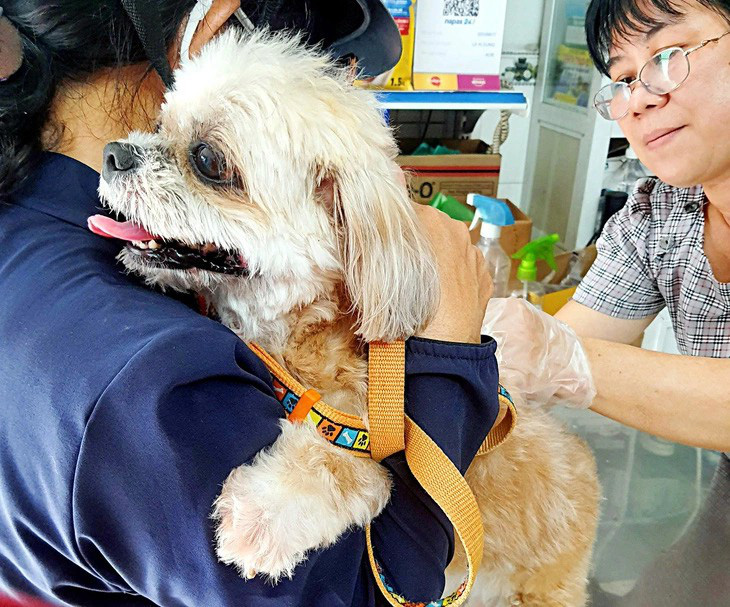 Khách hàng đưa thú cưng đến tiêm ngừa sáu thứ bệnh tại cửa hàng thú y trên đường Nguyễn Kiệm, quận Phú Nhuận, TP.HCM - Ảnh: THANH ĐẠM