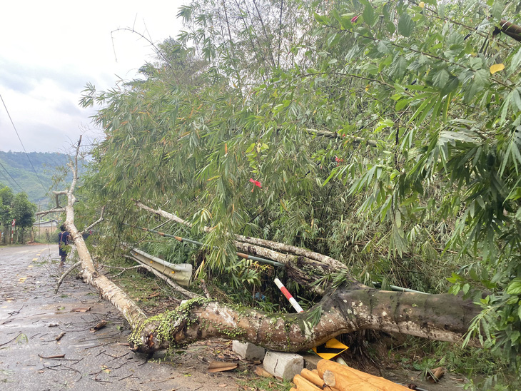 Một cây lớn bị bật gốc ngã đổ ở dọc đường huyện Đông Giang - Ảnh: LÊ TRUNG