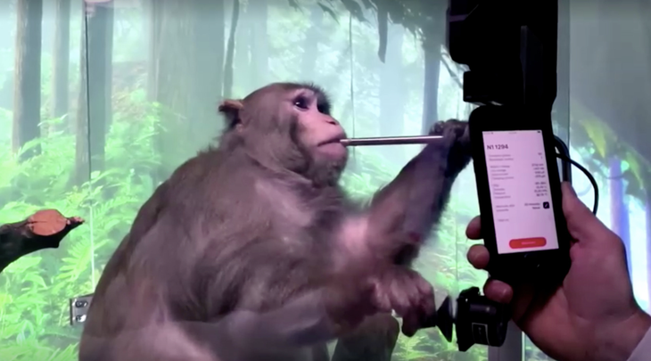 Một trong 23 con khỉ được cấy chip não từ Neuralink - Ảnh cắt từ video