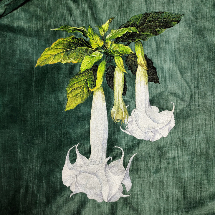 Hoa Brugmansia Arborea - Ảnh: NVCC