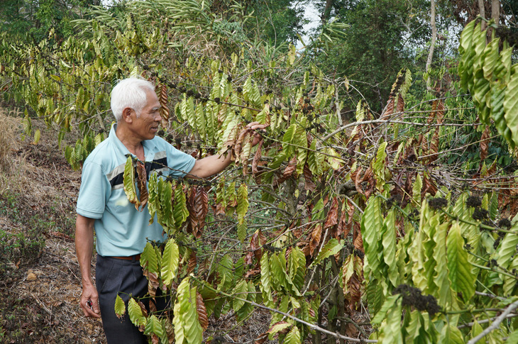 Rẫy cà phê của ông Nguyễn Khắc Chinh ở thôn Đức Thọ, xã Đắk Lao, đang chết cháy vì thiếu nước - Ảnh: ĐỨC LẬP