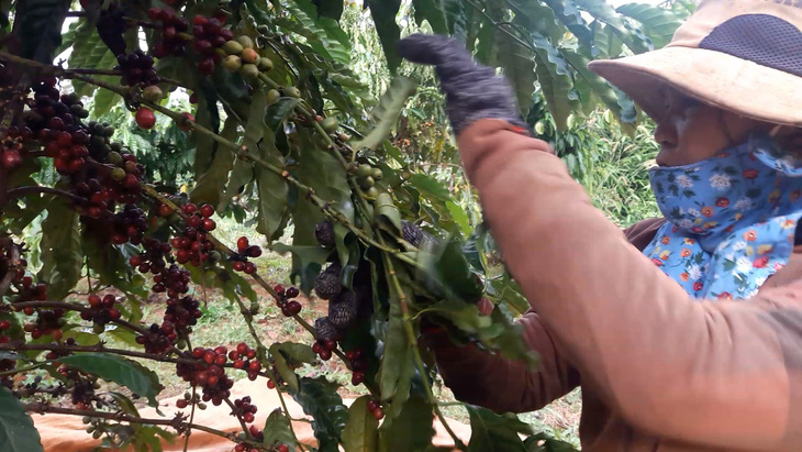 Thu hoạch cà phê tại Bình Phước - Ảnh: N.TRÍ