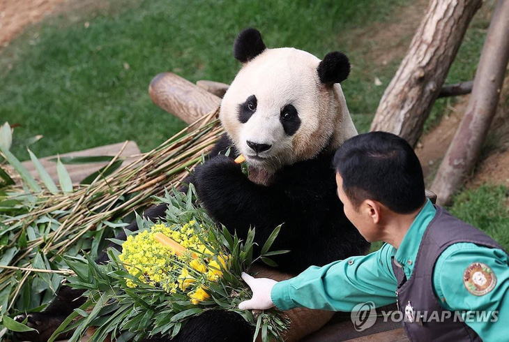 Người chăm sóc đưa đồ ăn cho gấu trúc Fu Bao tại Everland ngày 3-3 - Ảnh: YONHAP