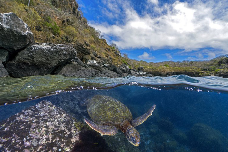 Giải Đồng hạng mục Động vật trong môi trường sống, chụp con rùa đang kiếm ăn ngoài khơi San Cristóbal, Ecuador (tác giả: Tom Shlesinger) - Ảnh: WNPA