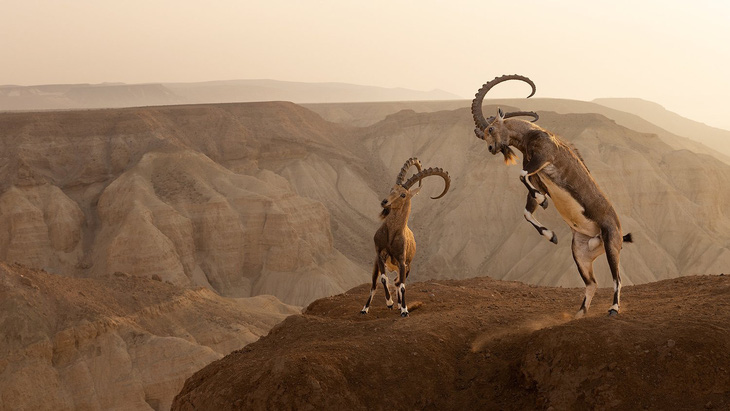 Giải Vàng hạng mục Động vật trong môi trường sống, chụp dê núi Nubian ở rìa vách đá tại sa mạc Negev, Israel (tác giả: Amit Eshel) - Ảnh: WNPA