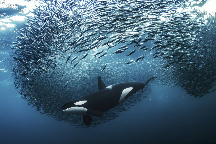 Giải Vàng hạng mục Dưới nước, chụp một con cá voi sát thủ xuyên qua đàn cá trích để săn mồi ở Na Uy (tác giả: Andy Schmid) - Ảnh: WNPA