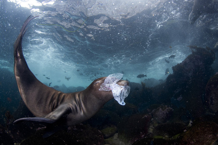 Giải Vàng hạng mục Ảnh báo chí thiên nhiên, chụp sư tử biển &quot;chơi đùa&quot; với rác ngoài khơi quần đảo Coronado, Mexico (tác giả: Celia Kujala) - Ảnh: WNPA