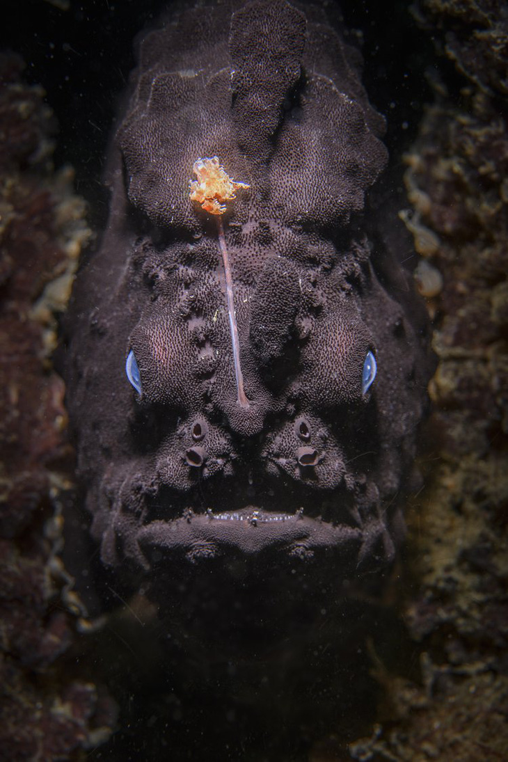 Giải Vàng hạng mục Chân dung động vật thuộc về bức ảnh chụp cá anglerfish ở Úc (tác giả: Nicolas Remy) - Ảnh: WNPA