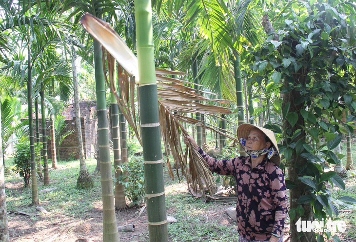 Gần 5 năm qua bà Nguyễn Thị Vang (78 tuổi, xã Hành Đức, huyện Nghĩa Hành) hái mo cau để có thu thêm thu nhập