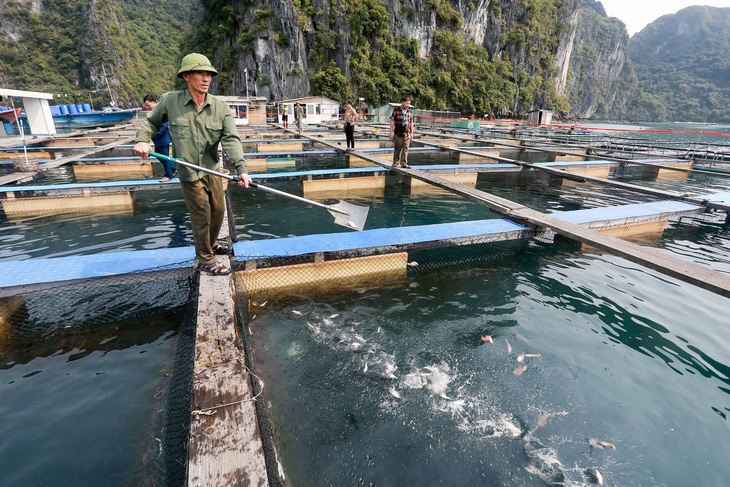 Sau nhiều năm chờ đợi, nhiều người nuôi biển ở Quảng Ninh được giao mặt nước biển để nuôi thủy hải sản - Ảnh: C.TUỆ