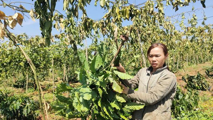 Bà Truyền bủn rủn chân tay bên vườn chanh dây sắp thu hoạch khô héo vì kẻ gian phá hoại - Ảnh: L.K 