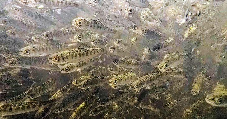 Khoảng 800.000 con cá hồi con được thả xuống sông Klamath ở bang California, Mỹ vào tuần trước - Ảnh: CBS NEWS