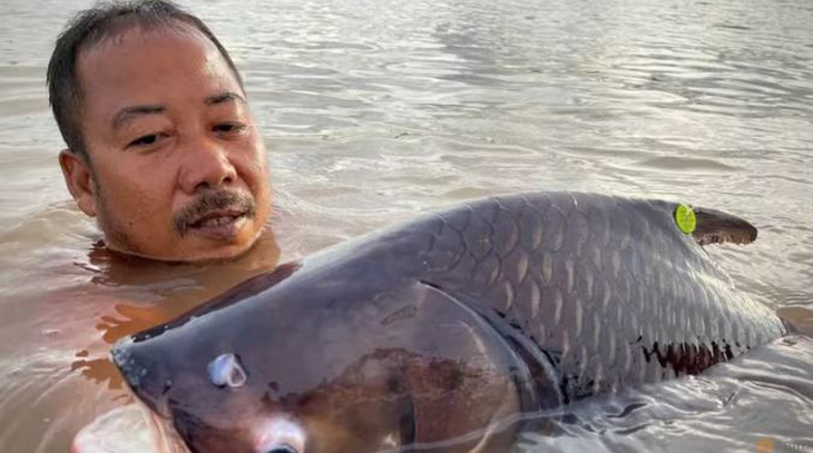 Ngư dân Campuchia bên con cá hô bắt được trên một nhánh sông Mekong - Ảnh: Reuters